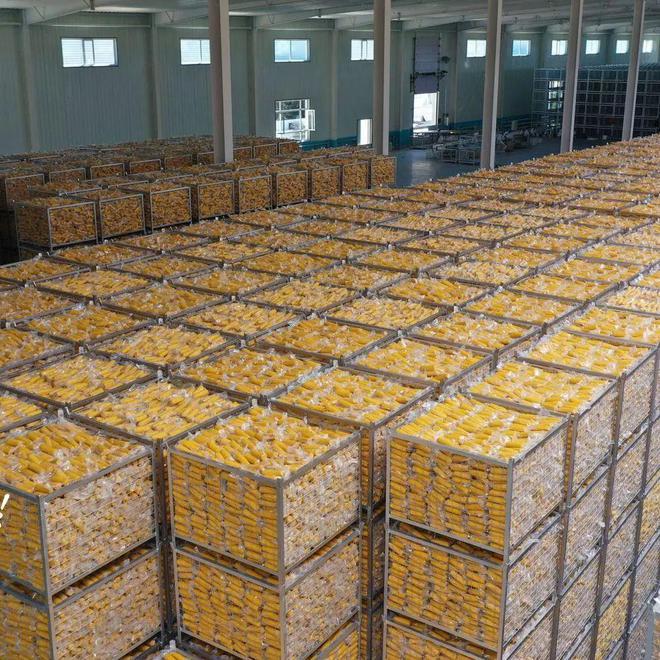 速凍玉米與鮮玉米冷庫(kù)儲(chǔ)存方案對(duì)比